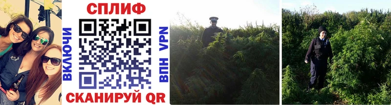 Конопля OG Kush  Переславль-Залесский 